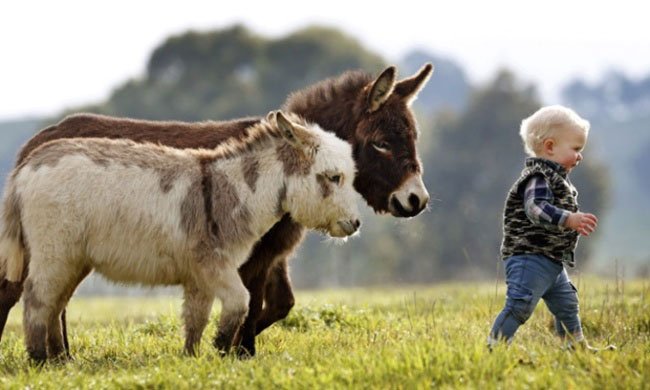 Los Burros enanos son adorables