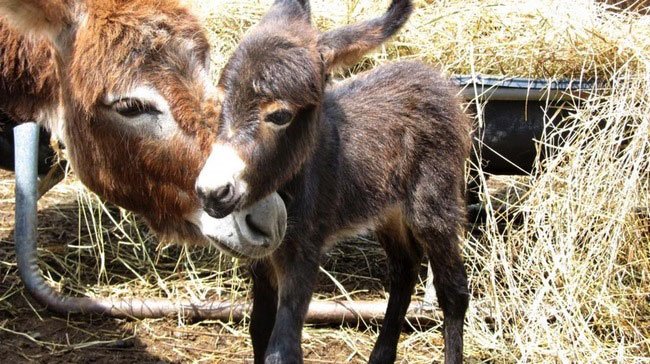 burros-miniatura12