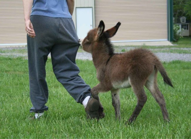 burros-miniatura13