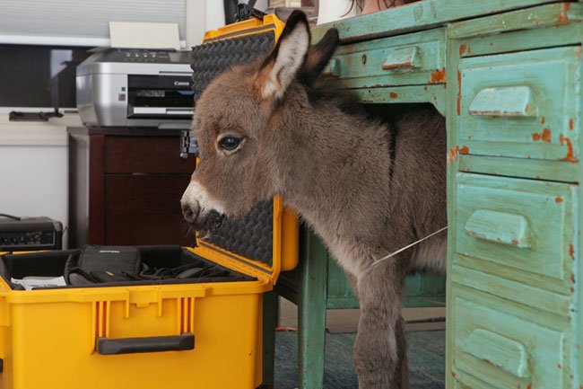 burros-miniatura2