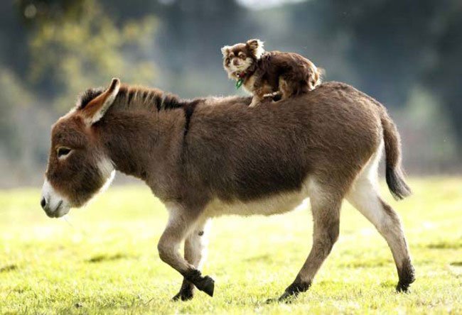 burros-miniatura8