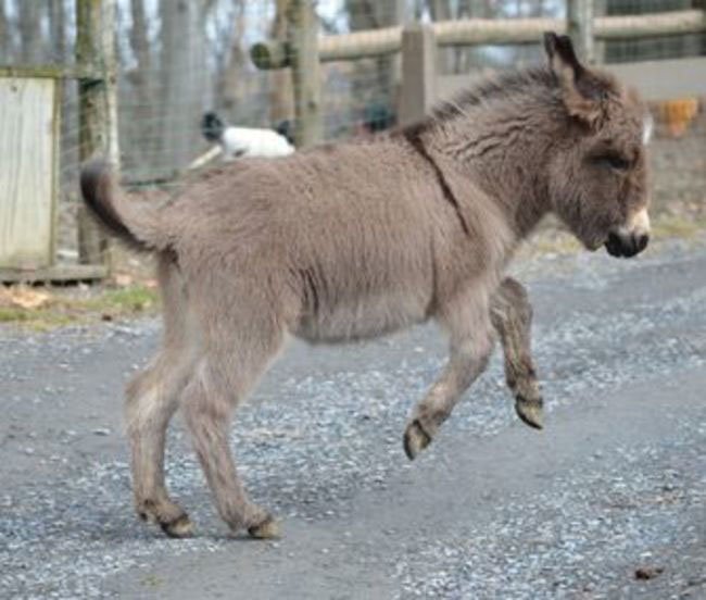 burros-miniatura9