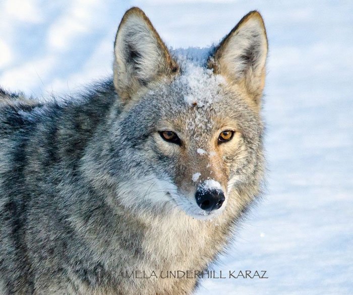 coyote-salvaje-juguete1
