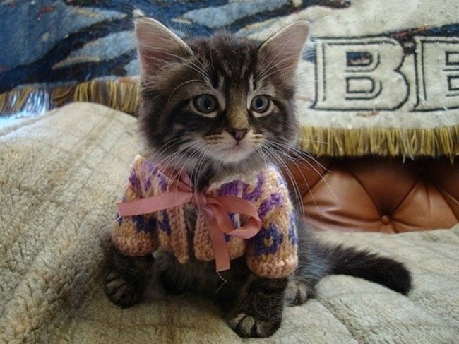 gatos-chaqueta-punto-clase1