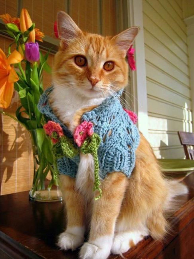 gatos-chaqueta-punto-clase12
