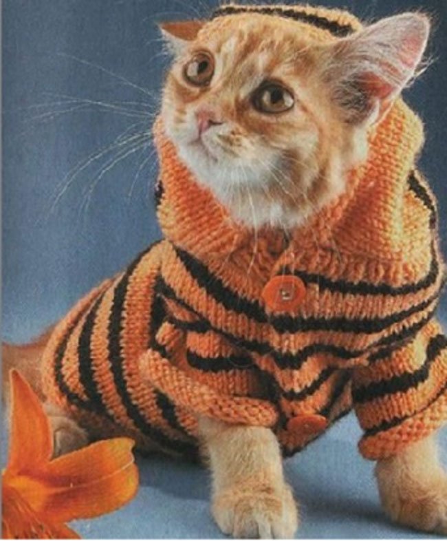 gatos-chaqueta-punto-clase13