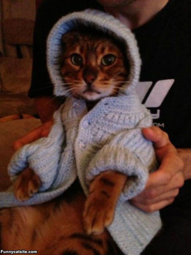 gatos-chaqueta-punto-clase16