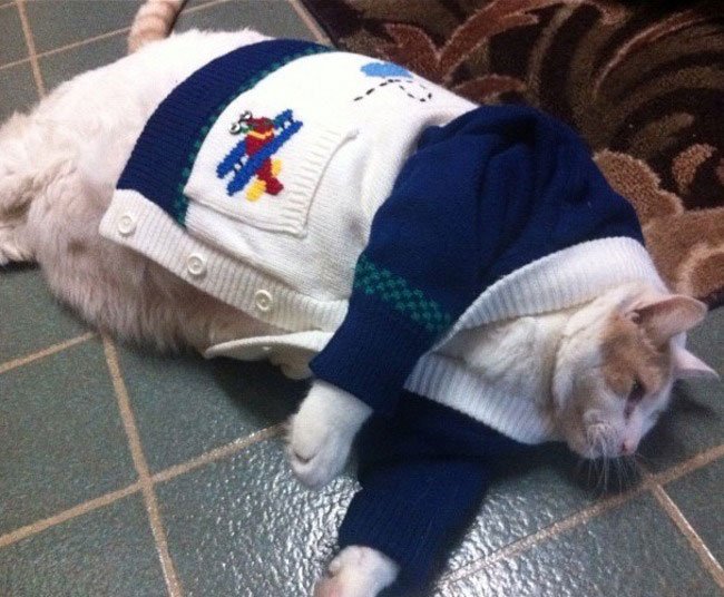 gatos-chaqueta-punto-clase2