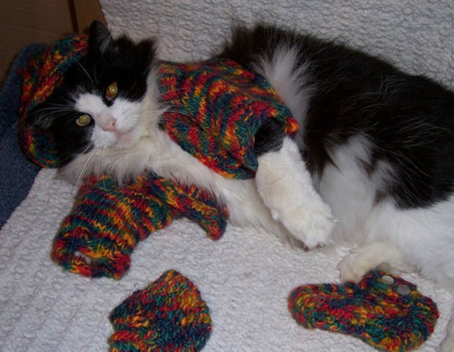 gatos-chaqueta-punto-clase6