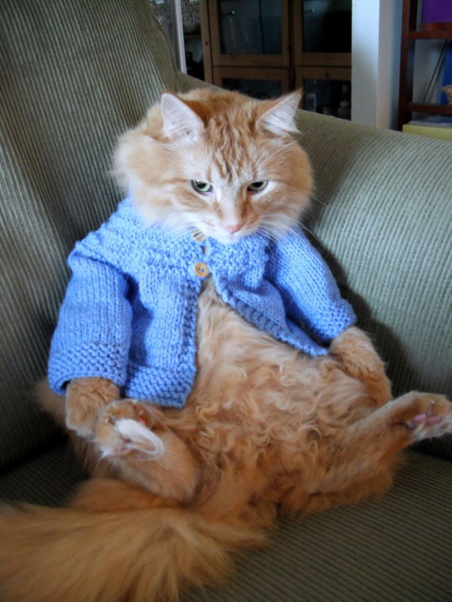 gatos-chaqueta-punto-clase9