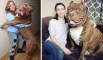 Pitbull Hulk