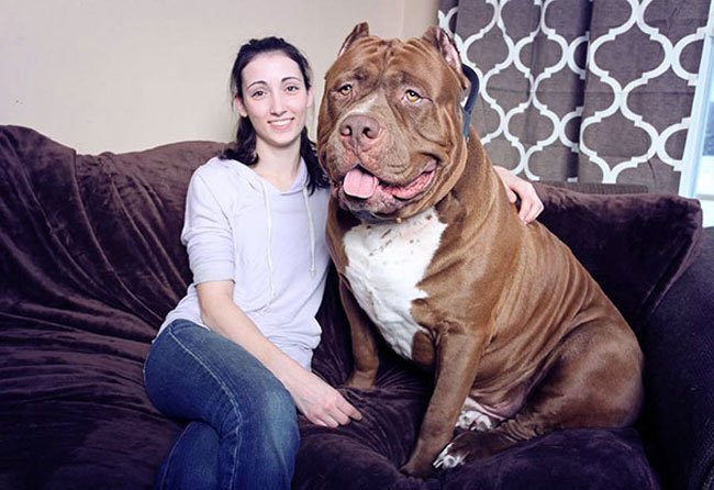 hulk-pitbull-gigante1