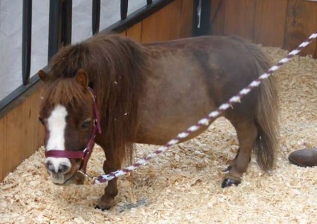 mini-caballo8