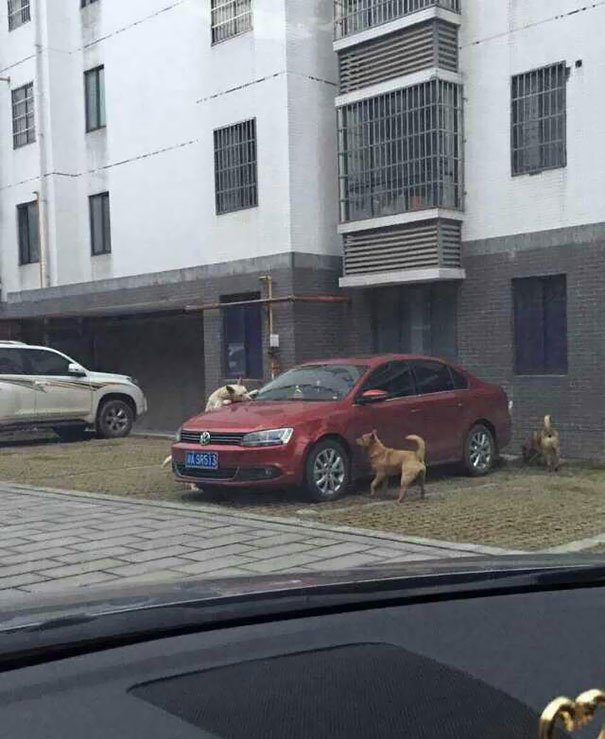 perro-callejero-venganza-china3