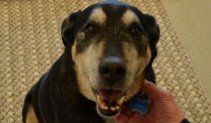 perros detectan cáncer