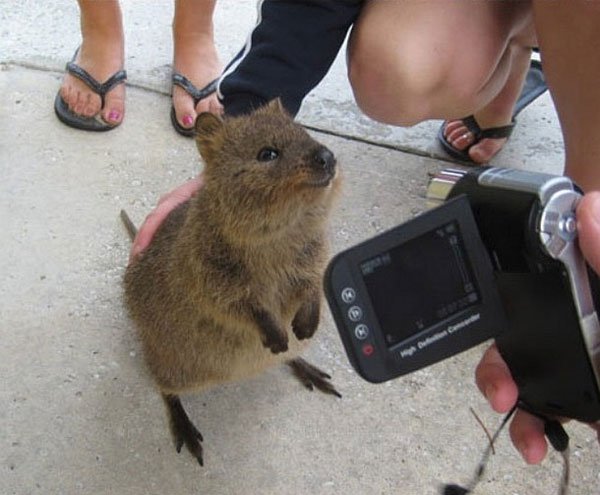 selfies-quokka1