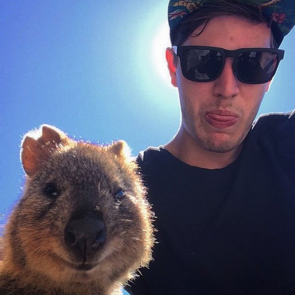 selfies-quokka10