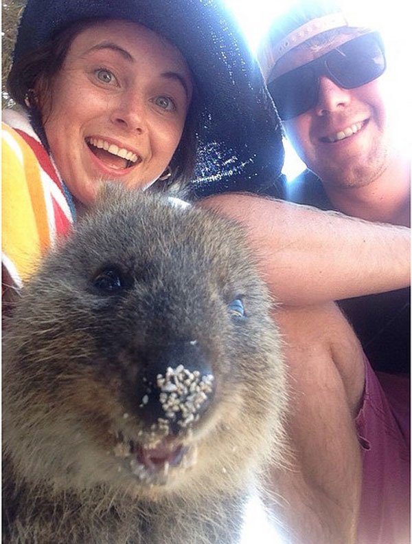 selfies-quokka11