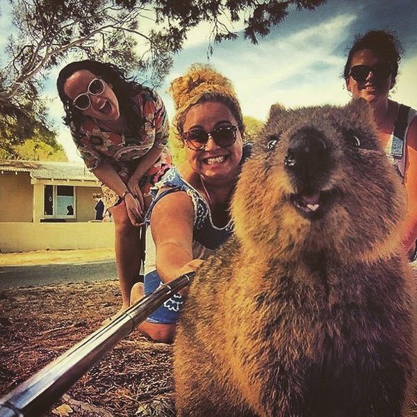 selfies-quokka6