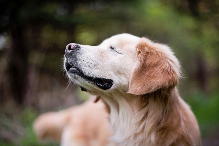 smiley-perro-terapia-ciego3