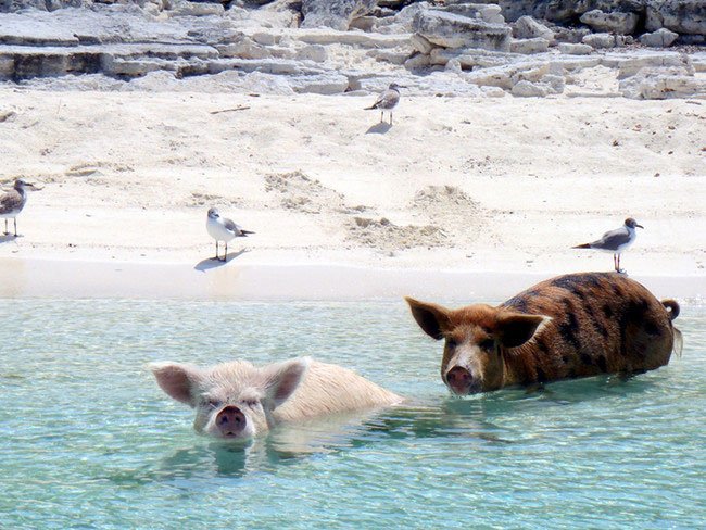 vacaciones-animales6