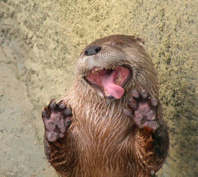 animales-lamer-cristales-1