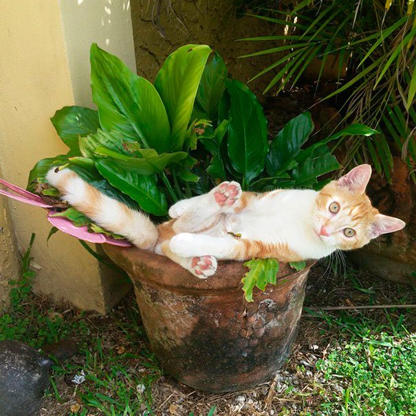 gato-planta-11