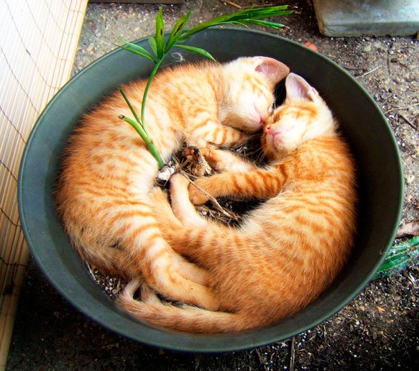 gato-planta-6