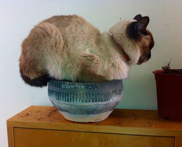 gato-planta-8