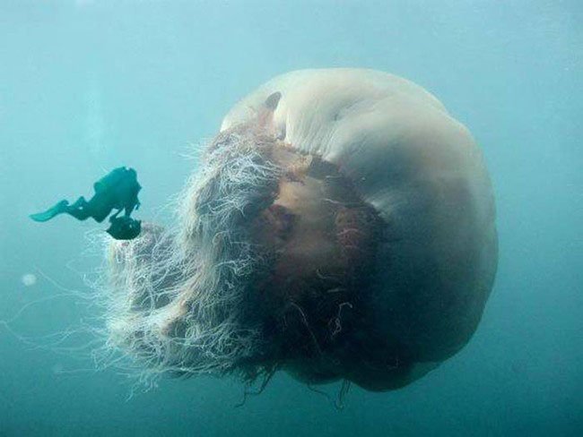 medusa-gigante-3