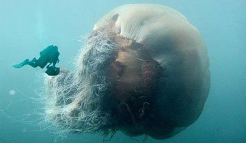 medusa gigante