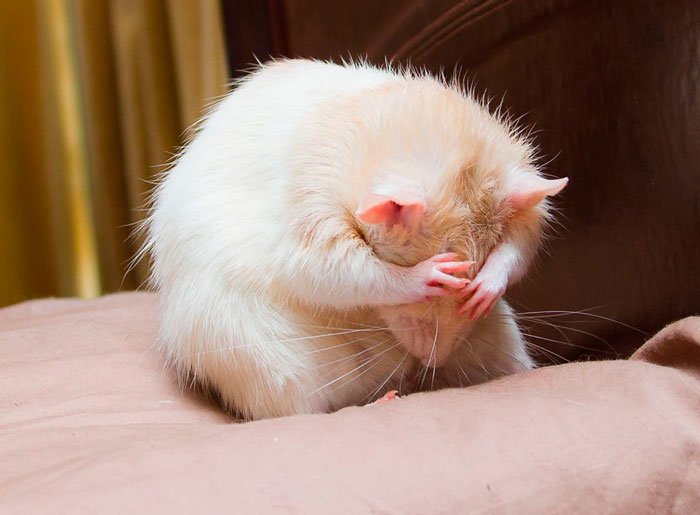ratas-domesticas-12