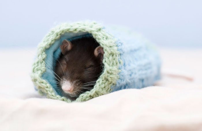 ratas-domesticas-16