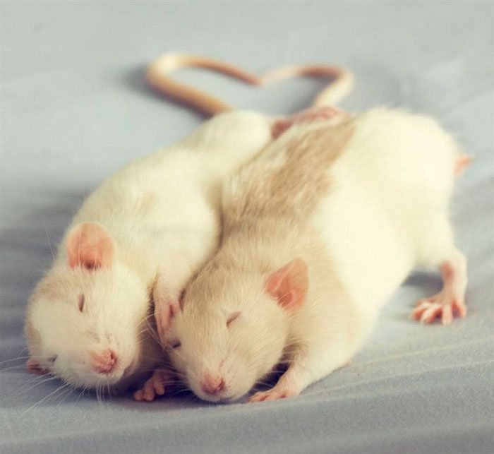 ratas-domesticas-18