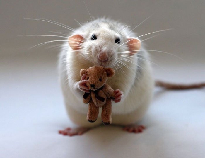 ratas-domesticas-3