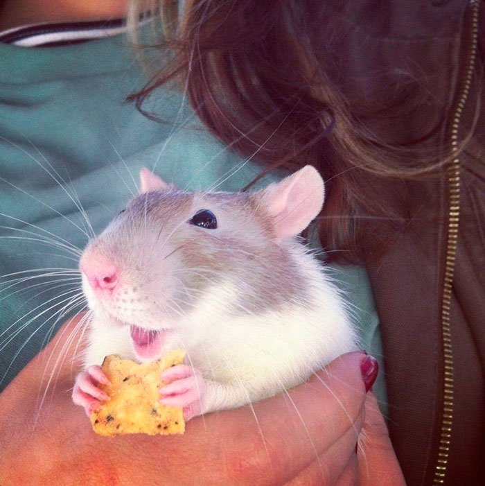 ratas-domesticas-6