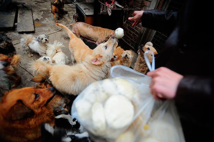 100-perros-salvados-festival-carne-perro-yulin-12