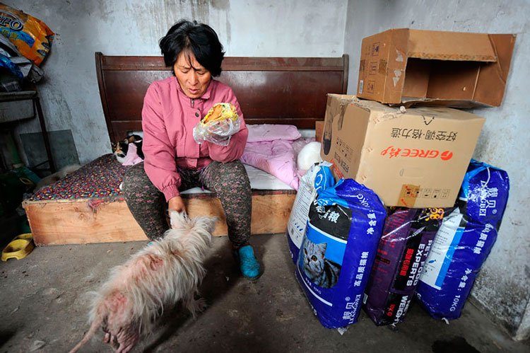 100-perros-salvados-festival-carne-perro-yulin-14
