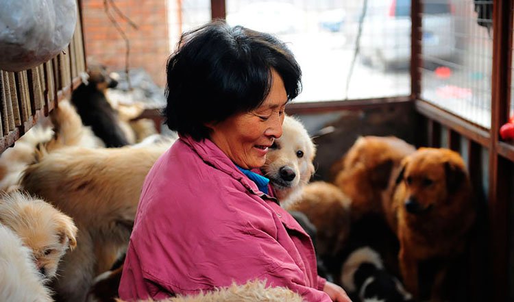100-perros-salvados-festival-carne-perro-yulin-17