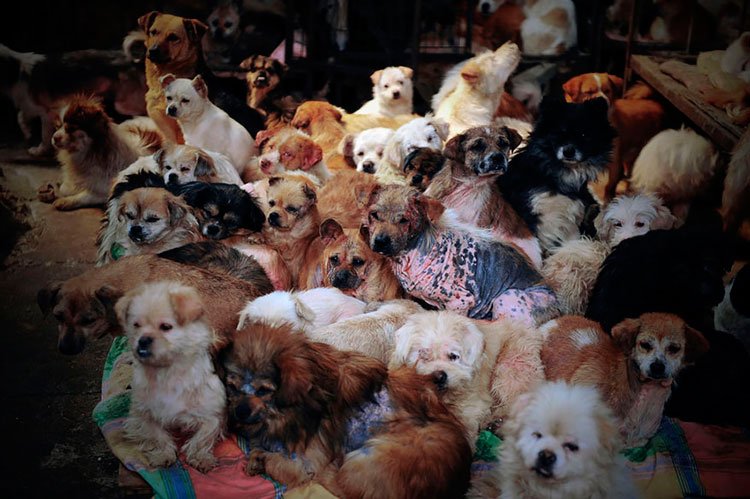 100-perros-salvados-festival-carne-perro-yulin-6