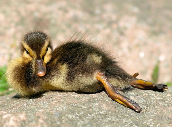 animales-graciosos-posando-10