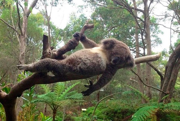 animales-graciosos-posando-12