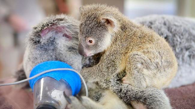 bebe-koala-abraza-madre-operacion-1