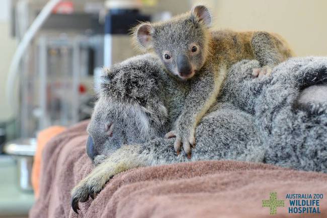 bebe-koala-abraza-madre-operacion-2