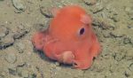 Pulpo Adorabilis