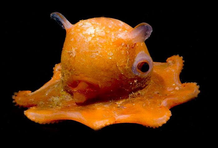 opisthoteuthis-californiana-pulpo-adorabilis-2