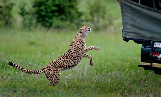 guepardo-safari-africano-2