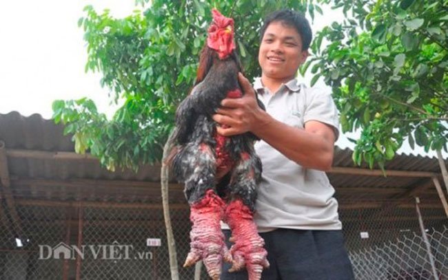pollo-mutante-dong-tao-1