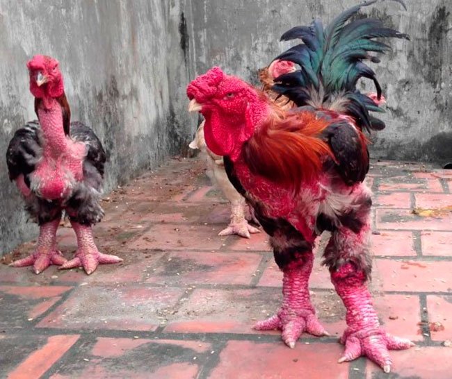pollo-mutante-dong-tao-5