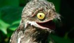 Potoo